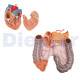 Torso Manikin Human Asexual Torso 16 Parts 